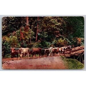 Postcard Logging with Oxen Bridge Forest Animals Ox Antique 3080 c1910